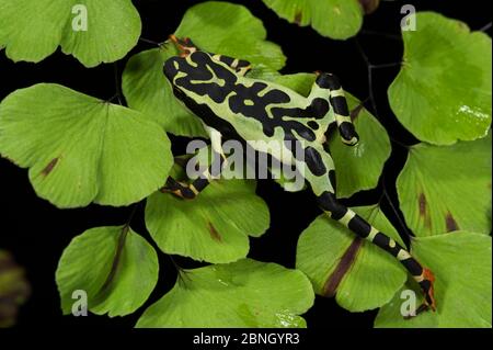 La rana di Harlequin (Atelopus spumarius) in cattività, si verifica nel bacino amazzonico. Specie vulnerabile. Foto Stock