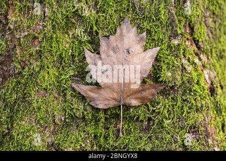 Wild service tree (Sorbus torminalis) Leaf, Hampstead Heath, Londra, Inghilterra, Regno Unito. Febbraio. Foto Stock