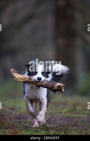 Bianco e nero Border Collie con bastone, Hampstead Heath, Inghilterra, Regno Unito, Marzo. Foto Stock