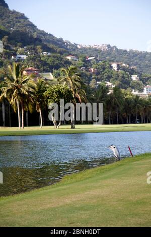 Heron al Golf and Country Club Gávea di Rio de Janeiro, Brasile Foto Stock