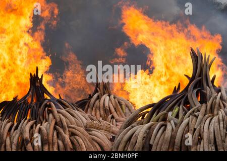 Pile di africana di avorio di elefante impostato sul fuoco dal Kenya Wildlife Service (KW). Questo burn incluso oltre 105 tonnellate di avorio di elefante, del valore di oltre $ 150 m Foto Stock