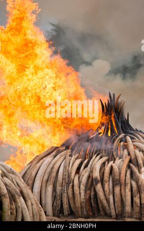 Pile di africana di avorio di elefante impostato sul fuoco dal Kenya Wildlife Service (KW). Questo burn incluso oltre 105 tonnellate di avorio di elefante, del valore di oltre $ 150 m Foto Stock