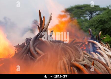 Pile di africana di avorio di elefante impostato sul fuoco dal Kenya Wildlife Service (KW). Questo burn incluso oltre 105 tonnellate di avorio di elefante, del valore di oltre $ 150 m Foto Stock