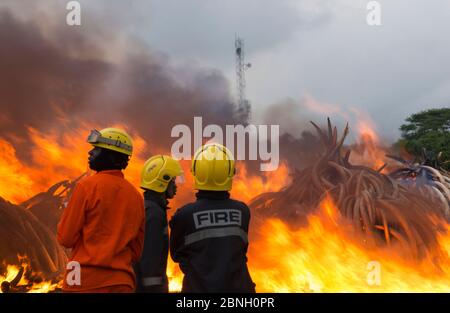 Pile di africana di avorio di elefante impostato sul fuoco dal Kenya Wildlife Service (KW). Questo burn incluso oltre 105 tonnellate di avorio di elefante, del valore di oltre $ 150 m Foto Stock