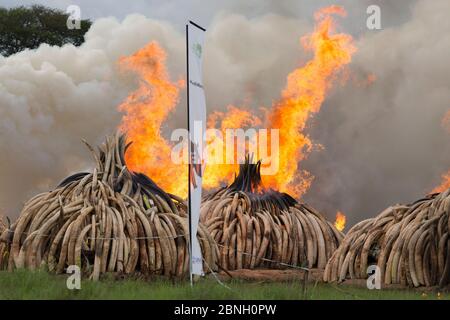 Pile di africana di avorio di elefante impostato sul fuoco dal Kenya Wildlife Service (KW). Questo burn incluso oltre 105 tonnellate di avorio di elefante, del valore di oltre $ 150 m Foto Stock