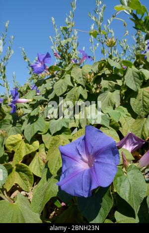 Gloria Blu mattina (Ipomoea indica) fiori, una specie asiatica invasive in Portogallo, Monchique montagne, Algarve, Portogallo, agosto 2013. Foto Stock