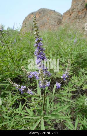 Albero di caste / chasteberry / pepe di monaco (Vitex agnus castus castus) fioritura nella gola di Zakros, Parco Naturale di Sitia, Lasithi, Creta, Grecia, maggio 2013. Foto Stock