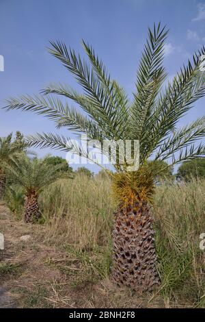 Giovane Cretan date palms (Phoenix theophrasti), villaggio di Xerokambos, Lasithi, Creta, Grecia, maggio 2013. Foto Stock