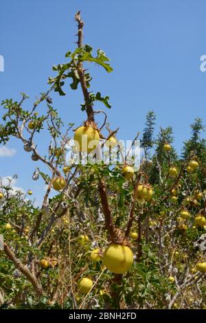 Mela di Sodoma / mela del diavolo / pomodoro del diavolo (Solanum linnaeanum / sodomaeum) una specie invasiva sudafricana con molti frutti gialli tossici, ro Foto Stock