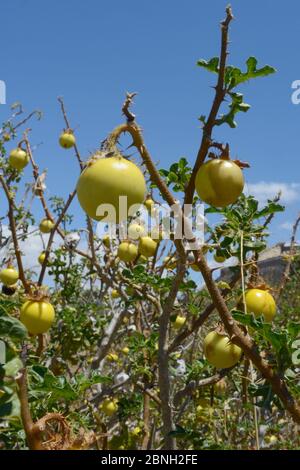 Mela di Sodoma / mela del diavolo / pomodoro del diavolo (Solanum linnaeanum / sodomaeum) una specie invasiva sudafricana con molti frutti gialli tossici, ro Foto Stock