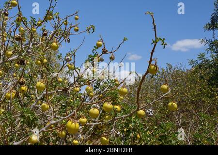 Mela di Sodoma / mela del diavolo / pomodoro del diavolo (Solanum linnaeanum / sodomaeum) una specie invasiva sudafricana con molti frutti gialli tossici, ro Foto Stock