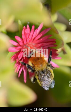 Muschio carder bumblebee (Bombus muscorum) visitare la mela rossa Ice Plant / baby Sunrose (Aptenia cordifolia) una invasiva specie sudafricana fiorire o Foto Stock