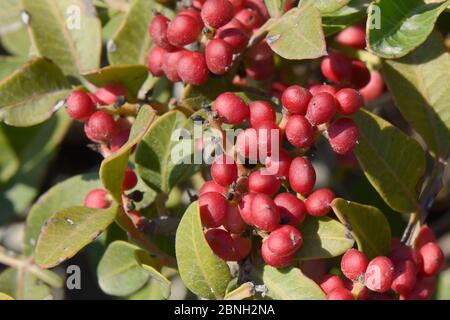 Albero mastice / Lentisci (Pistacia lentisco), la fonte di resina mastice gommosa, con frutta maturata su un ramo, Kos, Grecia, agosto 2013. Foto Stock