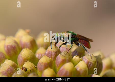 Wasp con coda di rubino / wasp a cucù / wasp a cucù (Hedychrum sp.) nutrendo fiori di samphire di roccia (Crithmum maritimum) su una spiaggia sabbiosa, Algarve, Portogallo, Foto Stock