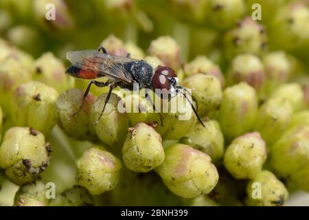 Vespa di Crabbronid (Astata cf. Boops), predatore di insetti di scudo che si nutrono di fiori di samphire di roccia (Crithmum maritimum) su una spiaggia sabbiosa, Algarve, Portogallo Foto Stock