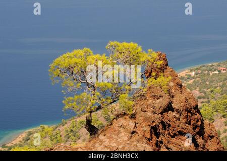 Pino turco (Pinus bruia) che cresce dal lungo vulcano Methana dormiente, Attica, Peloponneso, Grecia, agosto 2013. Foto Stock