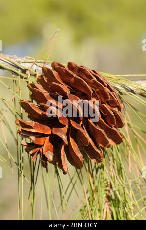 Cono aperto maturo di pino turco (Pinus bruia), Kilada, Argolis, Peloponneso, Grecia, agosto 2013. Foto Stock