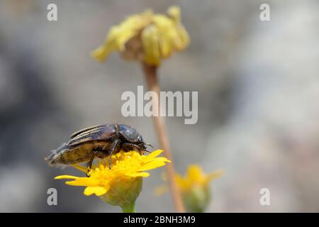 Bumblee scarab beetle (Eulasia vittata) che forgia su un fiore, Lesbos / Lesvos, Grecia, maggio Foto Stock