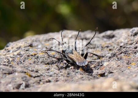 Digger wasp (Sphex pruinosus) maschio che si sdraia su una roccia sotto il sole caldo e che alza le gambe, Lesbos/ Lesvos, Grecia, maggio Foto Stock