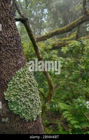 Comune lichen greenshield (Flavoparmelia caperata) patch che cresce su un tronco di albero nella foresta montana Laurel, Anaga Mountains, Tenerife, maggio. Foto Stock