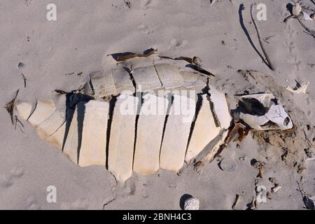 Tartaruga Caretta caretta scheletro in dune di sabbia dietro una spiaggia, Kos Dodecaneso isole, Grecia, Agosto. Foto Stock