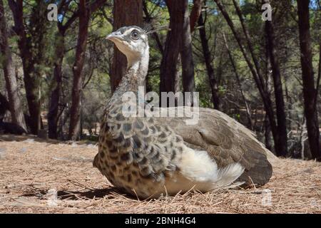 Giovane indiano o blu pavone / pavone (Pavo cristatus) riposante in una macchia soleggiata di terra di pineta, Plaka, Kos, Isole Dodecanesi, Grecia, ago Foto Stock