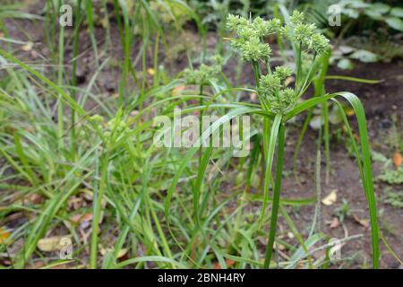 Alta pianura / Sedge ombrello (Cyperus eragrostis) con pikelets di fiori nella foresta montana alloro, Anaga Mountains, Tenerife, maggio. Foto Stock