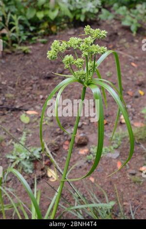 Alta pianura / Sedge ombrello (Cyperus eragrostis) con pikelets di fiori nella foresta montana alloro, Anaga Mountains, Tenerife, maggio. Foto Stock