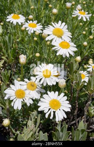 Teide marguerite / Tenerife Daisy (Argyranthemum teneriffae) fiori, endemico di Tenerife, Parco Nazionale del Teide, Tenerife, maggio. Foto Stock