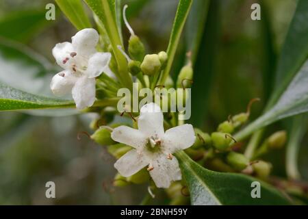 Waterbush / Boobialla appuntito (Myoporum tenuifolium) una specie australiana e della Nuova Caledonia invasive a Tenerife, con fiori e fruttiferi in via di sviluppo Foto Stock