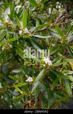 Waterbush / Boobialla appuntito (Myoporum tenuifolium) una specie australiana e della Nuova Caledonia invasive a Tenerife, fiorente in montano alloro prua Foto Stock