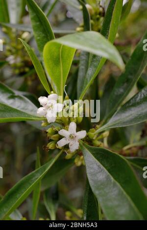 Waterbush / Boobialla appuntito (Myoporum tenuifolium) una specie australiana e della Nuova Caledonia invasive a Tenerife, con fiori e fruttiferi in via di sviluppo Foto Stock