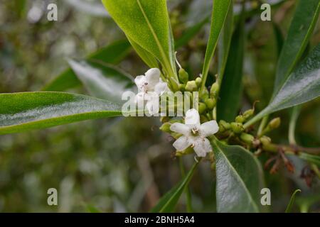 Waterbush / Boobialla appuntito (Myoporum tenuifolium) una specie australiana e della Nuova Caledonia invasive a Tenerife, con fiori e fruttiferi in via di sviluppo Foto Stock