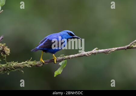 Lupling honeysuperriduttore (Cyanerpes lucidus) maschio, Costa Rica settentrionale. Foto Stock