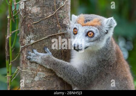 Lemure coronato (il Eulemur coronatus) femmina, costa est del Madagascar. Foto Stock