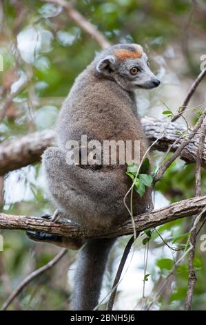 Donna con lemure incoronato (Eulemur coronatus) con neonato, costa orientale del Madagascar. Foto Stock