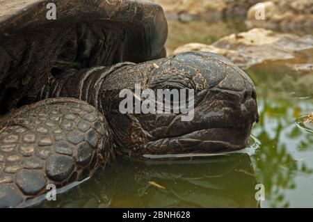 Aldabra tartaruga gigante (Aldabrachelys gigantea) riposante in una piscina per mantenere fresco, Grand Terre, Patrimonio Naturale dell'Umanità, Aldabra Foto Stock