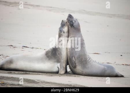 Foca dell'elefante settentrionale (Mirounga angustirostris), giovani tori sparring, Piedras Blancas, California, dicembre. Foto Stock