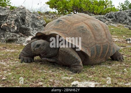 Aldabra Gigant Tartaruga (Aldabrachelys gigantea) su Grand Terre, Patrimonio Naturale dell'Umanità, Aldabra Foto Stock