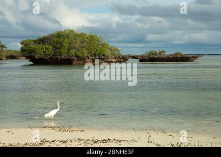 Egret dimorfico (Egretta dimorfa) ai margini della laguna di Aldabra con 'funghi' corallo, Patrimonio Naturale dell'Umanità, Aldabra 2006 Foto Stock
