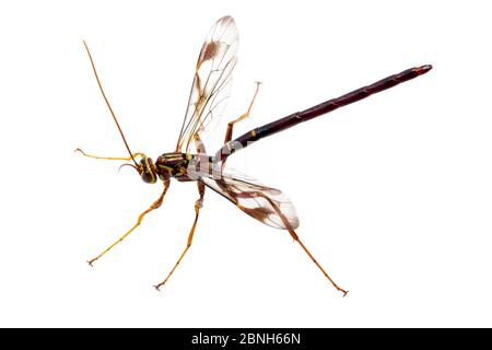 Ichneumon wasp (Megarhyssa macrurus) maschio, Texas, USA, marzo. Foto Stock