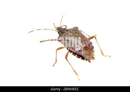 Bruno marmorated Stink bug (Halyomorfa halys) Kentucky, USA, giugno. Foto Stock