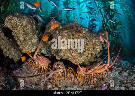 Quattro aragoste spinose della California (Panulirus interruptus) si rifugiano sotto un masso in una foresta di kelp. Isola di Santa Barbara, Isole del canale. Los Angeles, Foto Stock