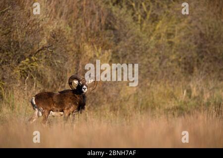 Mouflon europeo (Ovis gmelini musimon) profilo maschio di ariete, specie introdotte, Riserva Naturale di Baie de Somme, Picardie, Francia, aprile Foto Stock