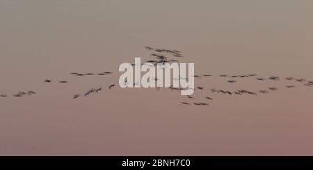 Gallocanta, Saragozza/Spagna; 11 febbraio 2019. Il passaggio migratorio della Grus Grus (Crane comuni) attraverso la Laguna di Gallocanta. Foto Stock