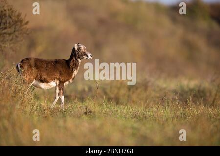 Il mouflon europeo (Ovis gmelini musimon) ha introdotto specie, Riserva Naturale della Baie de Somme, Picardie, Francia, aprile Foto Stock