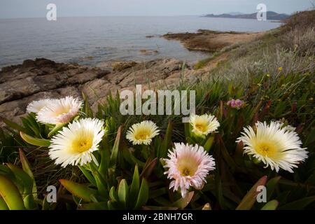 Ice Plant (Carpobrotus edulis) una specie introdotta e invasiva, Corsica / Corsica, Francia, maggio Foto Stock