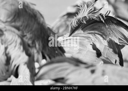 Gallocanta, Saragozza/Spagna; 11 febbraio 2019. Immagini astratte del passaggio migratorio della Grus grus (Grus grus) attraverso la Laguna di Gallocanta. Foto Stock