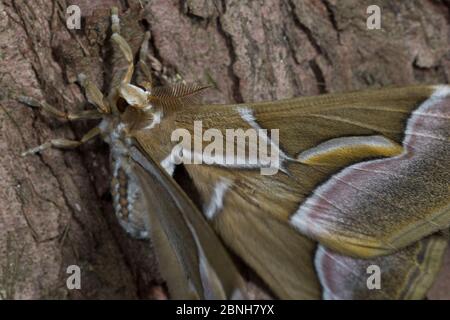 Ailanthus silkmoth (Samia cynthia) una specie introdotta, presa contro tronco di albero, Francia Foto Stock