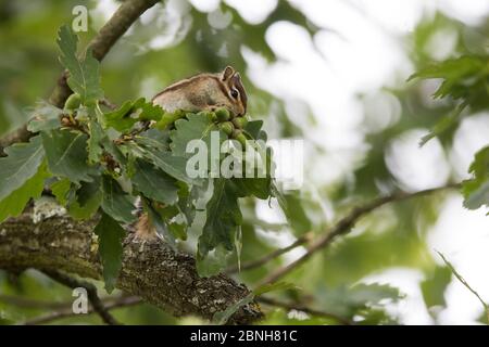 Siberian Chipmunk (Tamias sibiricus) ha introdotto specie, su in albero, vicino a Parigi, Francia settembre Foto Stock